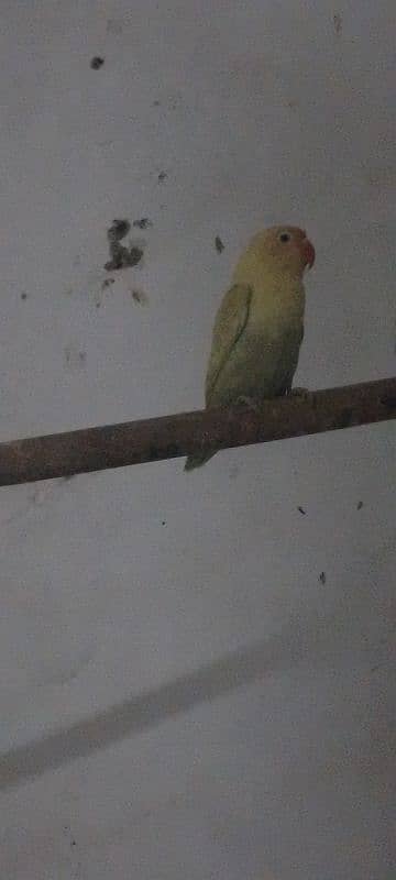 love bird for sale urgent 4