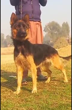 German Shepherd double coat female for sale