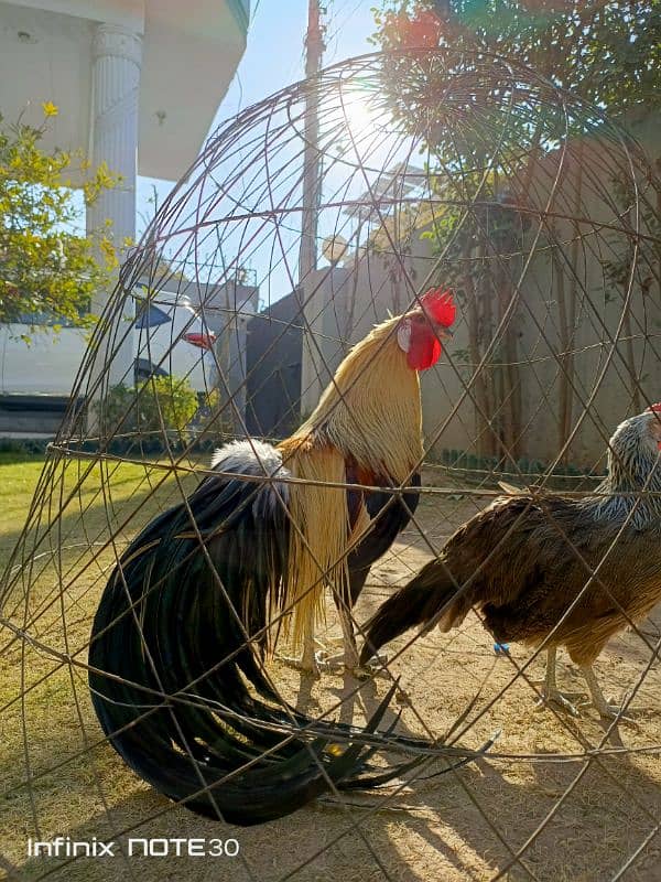 Phoenix Chicken || fertile eggs || chicks 2