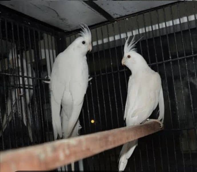 eno v pied butterfly female 8 months age and eno breeder pair for sale 1