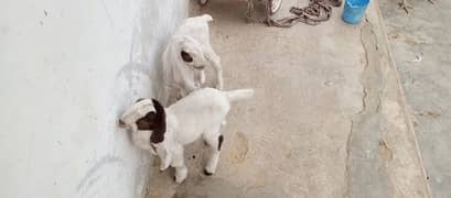 doodh peta bakri ka bacha female hai