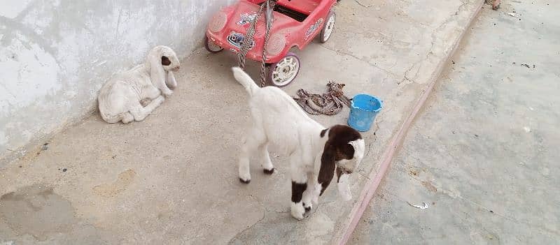 doodh peta bakri ka bacha female hai 1