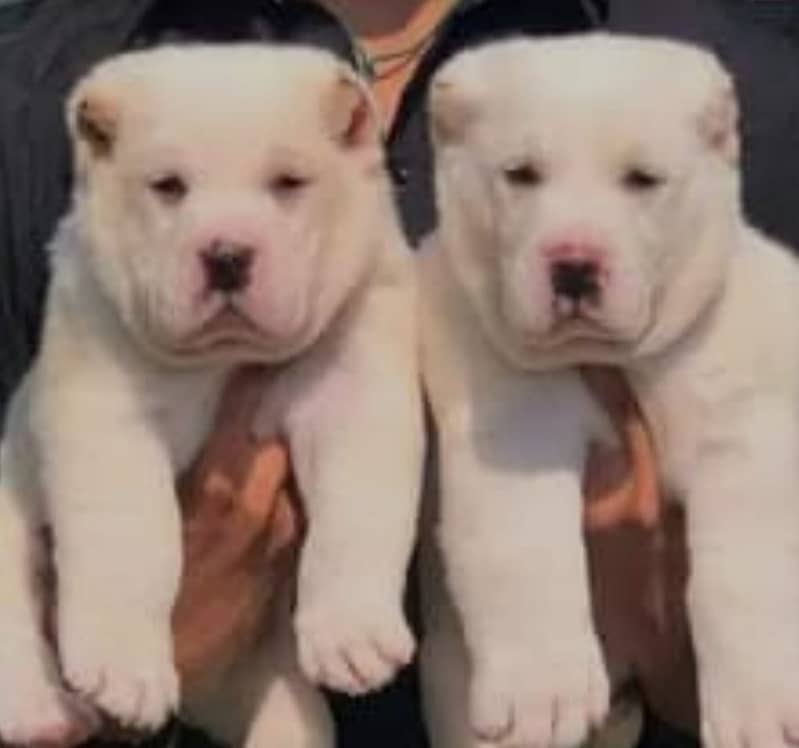 Alabai dog | King Alabai pair | security dog for sale | Alabai Breed 1