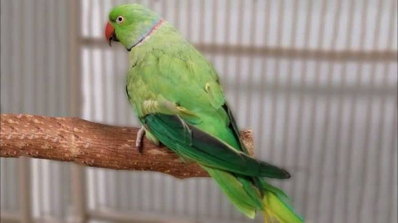 Ringneck , Plum head, cocktail, Budgies, Parrot 0