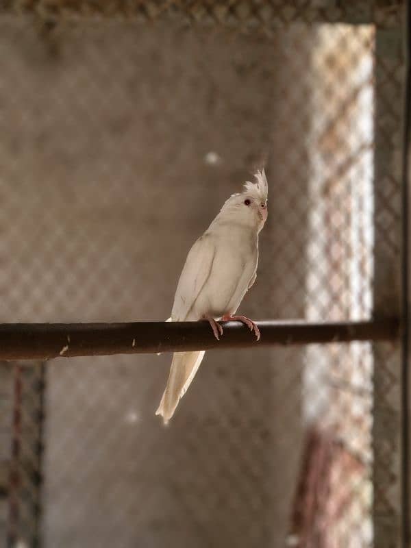 Ringneck , Plum head, cocktail, Budgies, Parrot 3