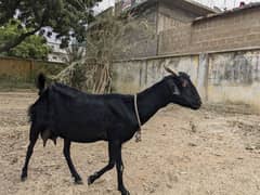 Breeder Goat Black Bengal