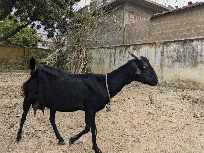 Breeder Goat Black Bengal 0