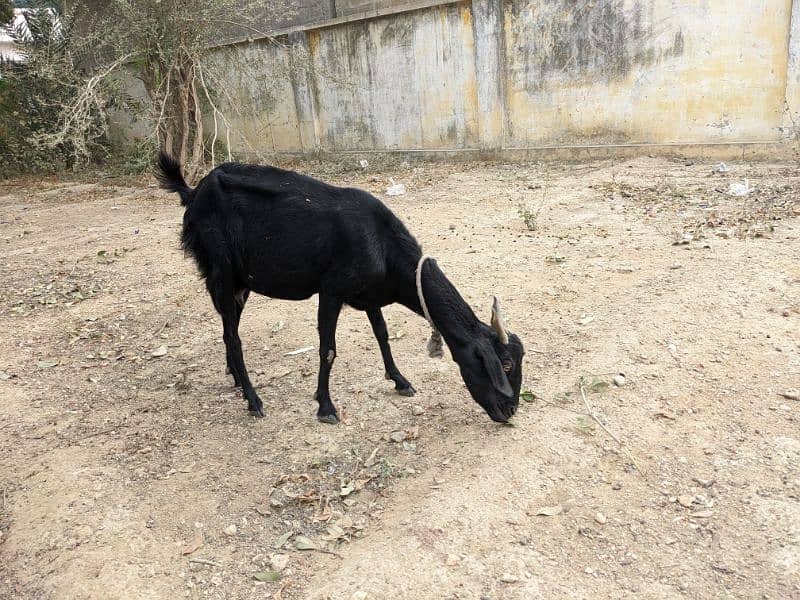 Breeder Goat Black Bengal 1