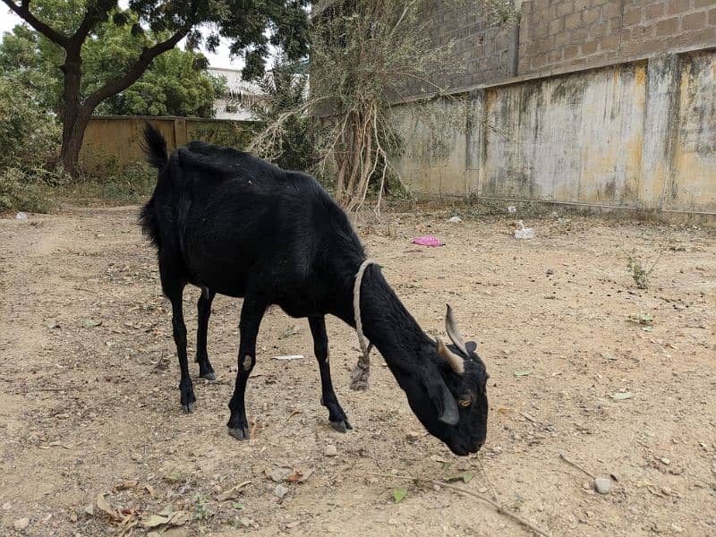 Breeder Goat Black Bengal 2