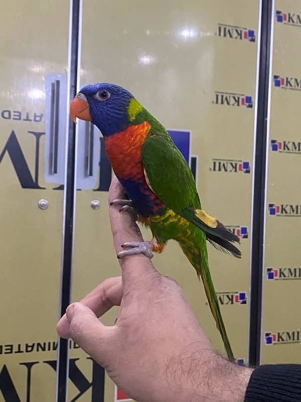 Rainbow lorikeet 0