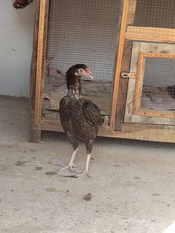 aseel hen for sale 4