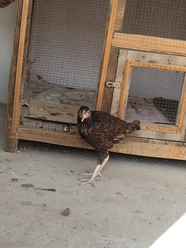 aseel hen for sale 5