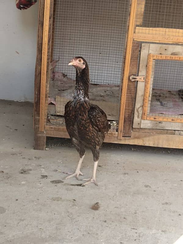 aseel hen for sale 6