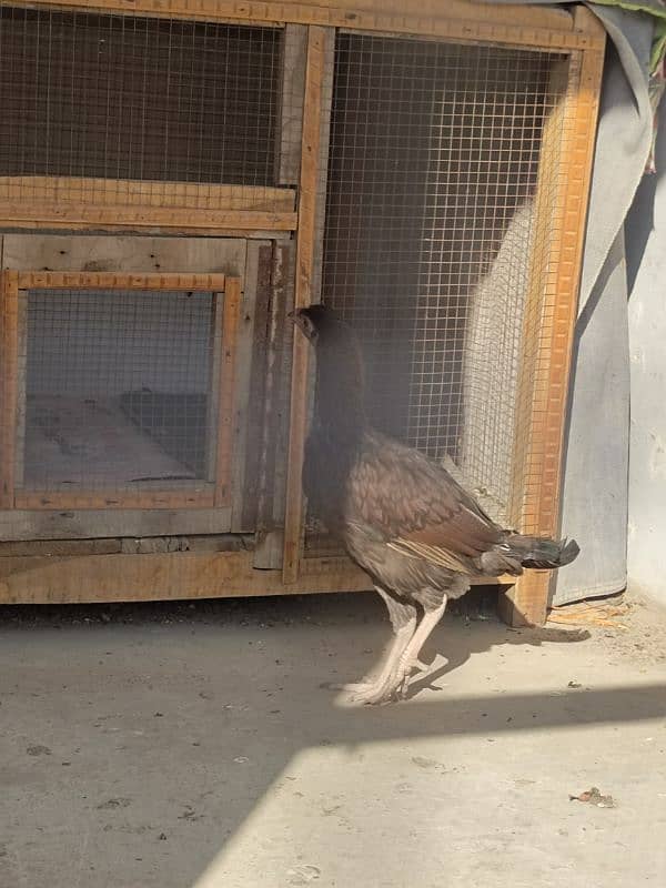 aseel hen for sale 8