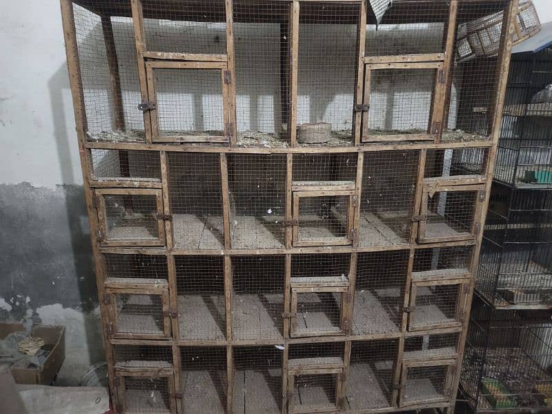 2 Birds cage and java finch for sale 1