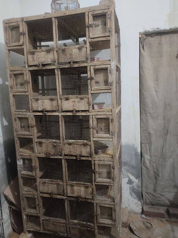 2 Birds cage and java finch for sale 3