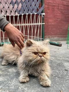 Persian cat best male for crossing