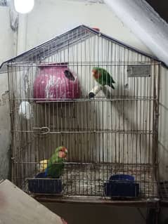 lovebirds pair sale price 3000 location Karachi nursury PECHS block 6