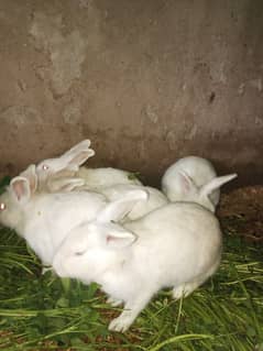 PURE WHITE RED EYES RABBIT BREEDER ANGORA CROSS RED EYE