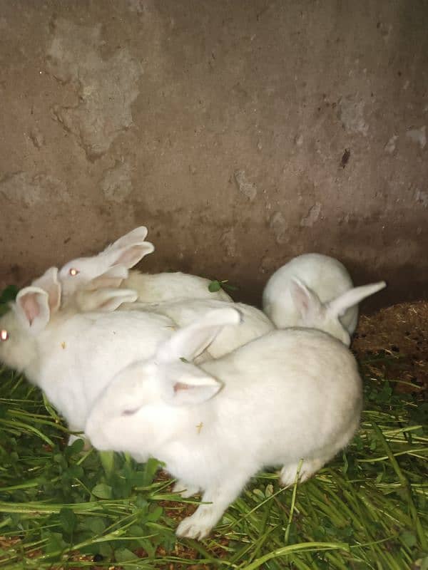 PURE WHITE RED EYES RABBIT BREEDER ANGORA CROSS RED EYE 0