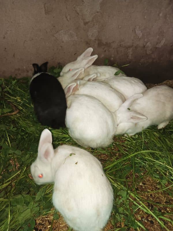 PURE WHITE RED EYES RABBIT BREEDER ANGORA CROSS RED EYE 1