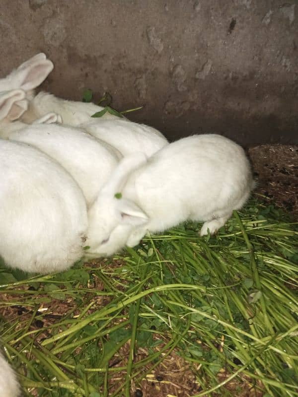 PURE WHITE RED EYES RABBIT BREEDER ANGORA CROSS RED EYE 2