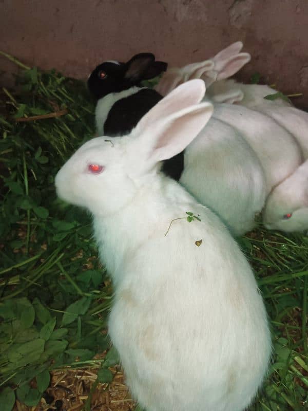 PURE WHITE RED EYES RABBIT BREEDER ANGORA CROSS RED EYE 3