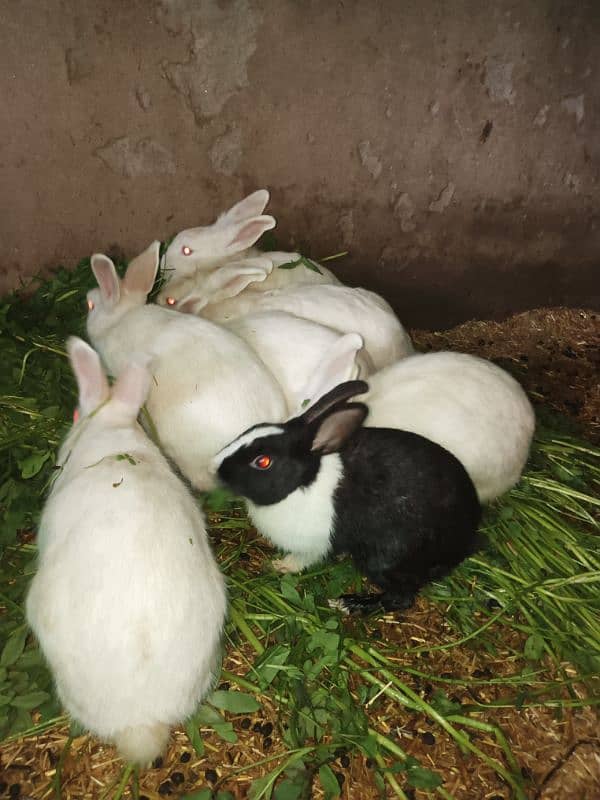 PURE WHITE RED EYES RABBIT BREEDER ANGORA CROSS RED EYE 5