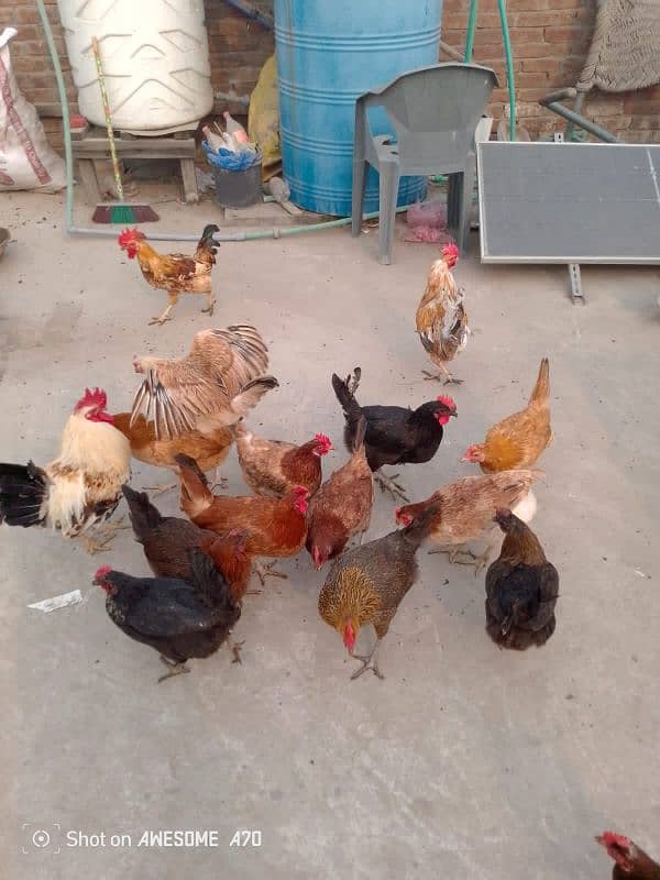 Healthy golden chicken available for sale contact now 0