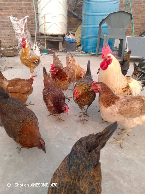 Healthy golden chicken available for sale contact now 1