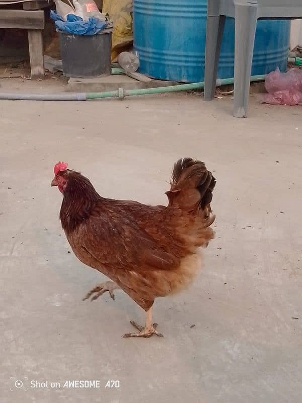 Healthy golden chicken available for sale contact now 2