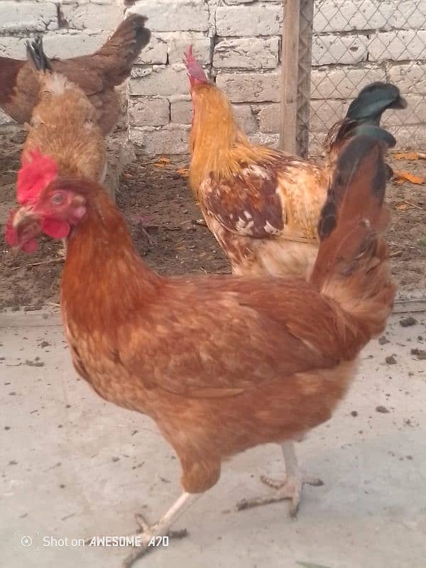 Healthy golden chicken available for sale contact now 4