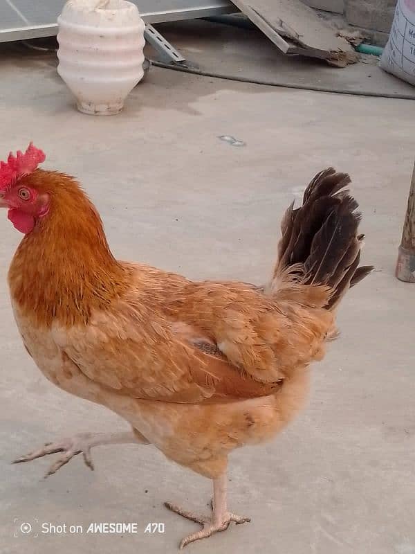 Healthy golden chicken available for sale contact now 6