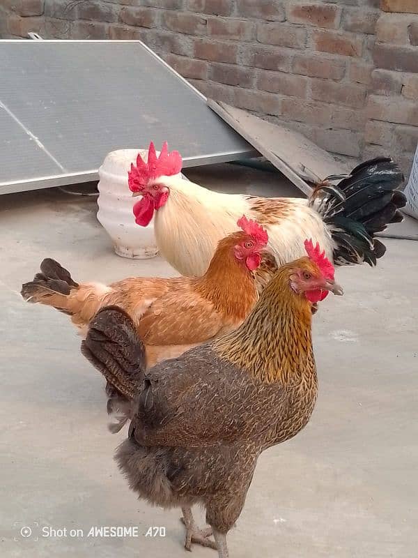 Healthy golden chicken available for sale contact now 7