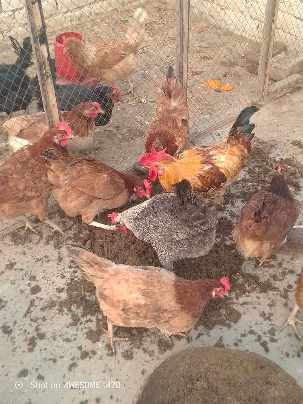 Healthy golden chicken available for sale contact now 8