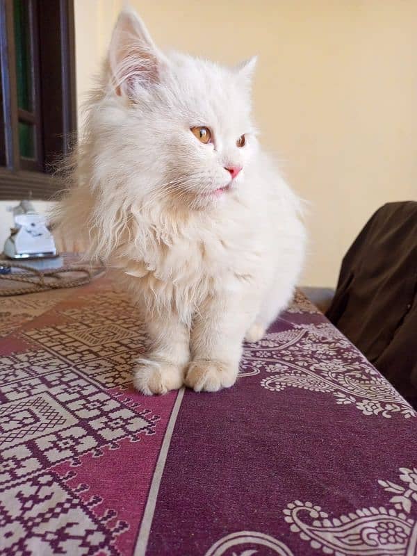 White Persian 1