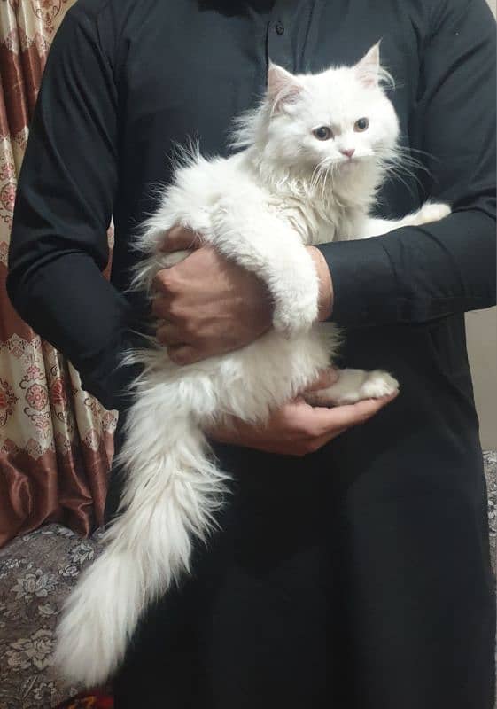 White Persian 2