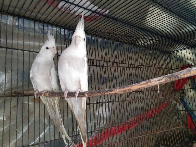 Common white cocktail two breeder male available 1