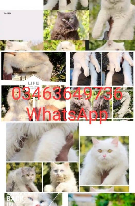 Persian | Tripple Coat | Fluffy | Cute face | Blue eye | kitten | Cat 0