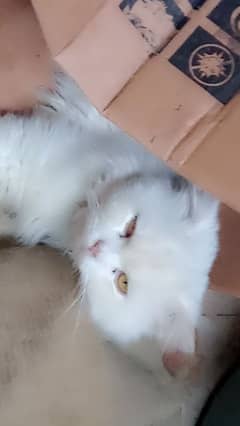 Persian cat