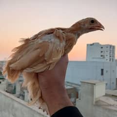 golden buff chicks