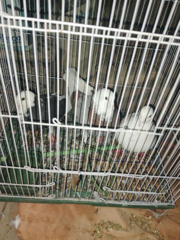 3 pegion for sale 2