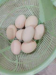 Desi Eggs For Sale