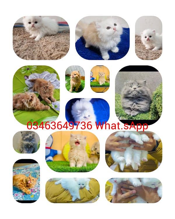 Persian | Tripple Coat | Fluffy | Cute face | Blue eye | kitten | Cat 0