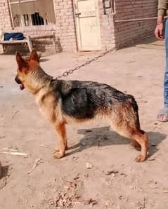 German shepherd female