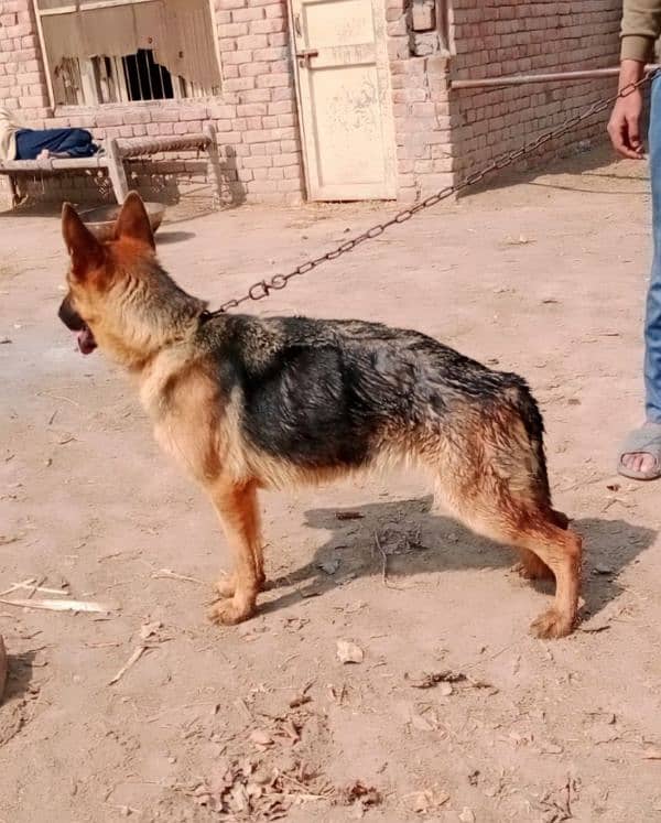 German shepherd female 0