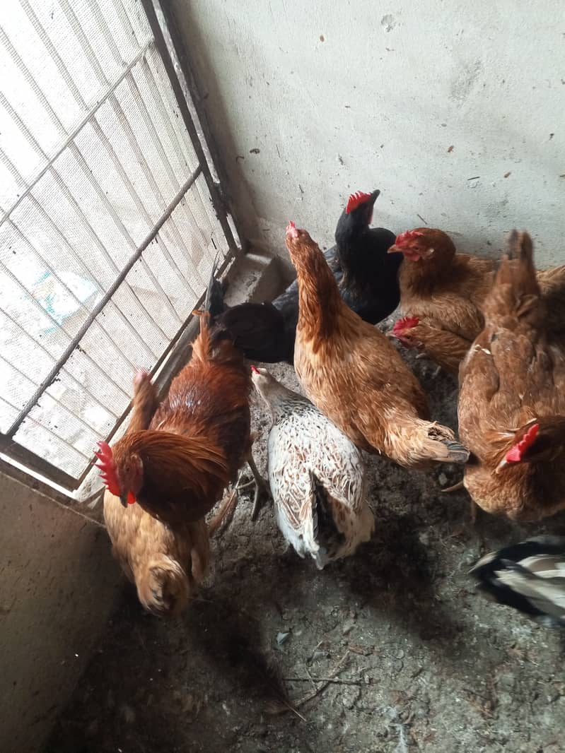 Golden misri hens for sale andon wali               Exchange possible 0