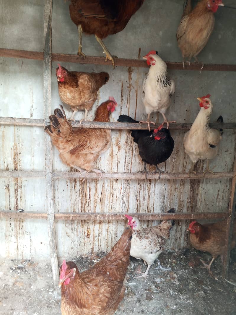 Golden misri hens for sale andon wali               Exchange possible 1