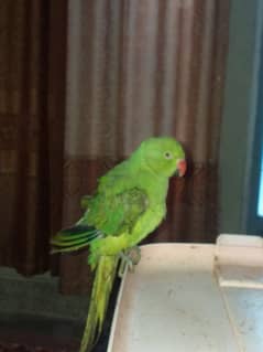 Green perrot