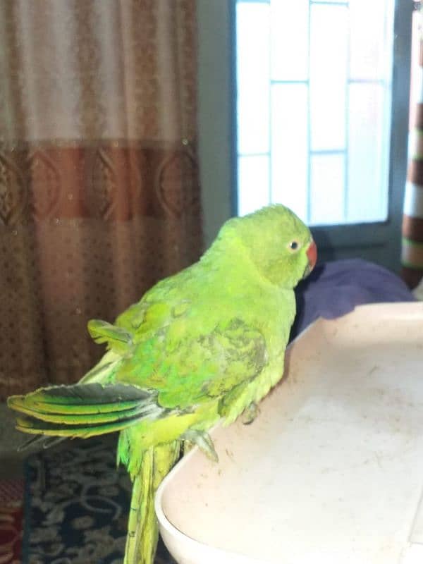 Green perrot 1